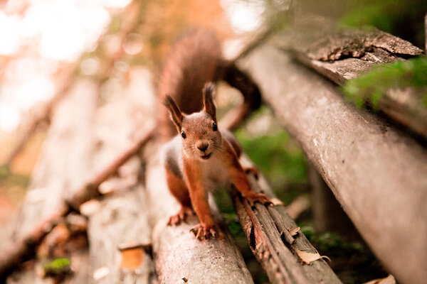 A beautiful shot of a squirrel standing on a step