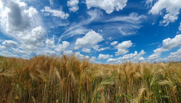 Eine Schöne Aufnahme Eines Weizenfeldes Tag — Stockfoto