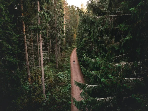 Повітряний Постріл Людини Йде Дорозі Зеленому Сосновому Лісі — стокове фото