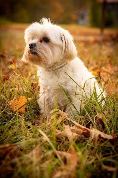 Tiro Vertical Pequeno Cão Branco Maltês Chão Verde Com Algumas — Fotografia de Stock