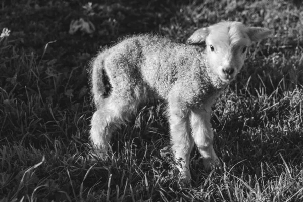 农场里一只小羊羔的灰白色照片 — 图库照片