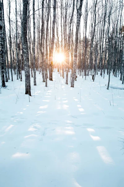 Una Hermosa Toma Bosque Cubierto Nieve Durante Puesta Del Sol —  Fotos de Stock