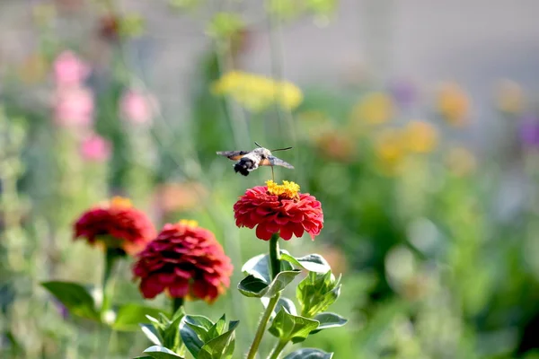 Humming bird hawk moth feeding on flower in spring