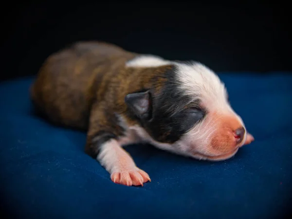 Mavi Yastıkta Uyuyan Küçük Bir Amerikan Staffordshire Terrier Köpeğinin Yakın — Stok fotoğraf