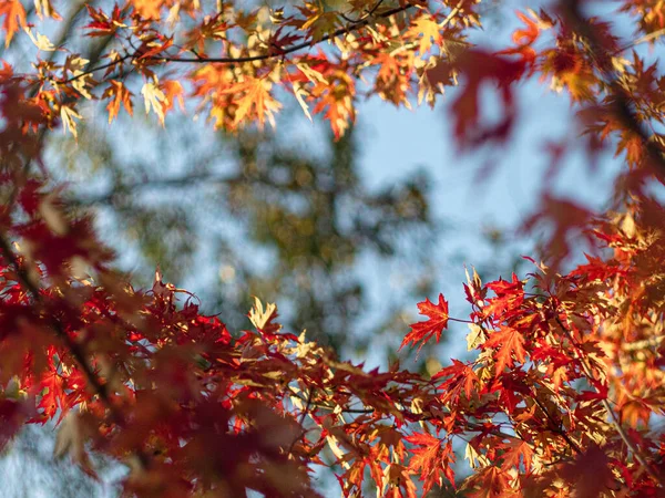 秋の紅葉のクローズアップ — ストック写真