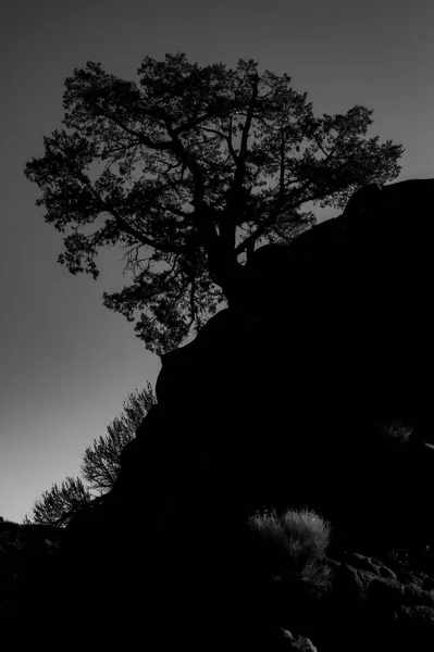Сірий Пейзаж Дерева Полі Під Чистим Небом — стокове фото