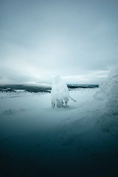 Ett Vinterlandskap Med Snötäckta Träd — Stockfoto