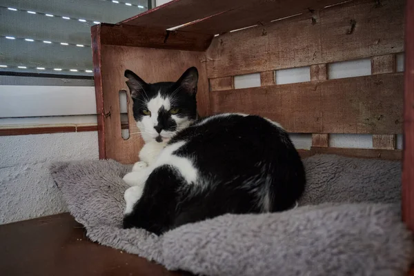 Beautiful Shot Shorthair Black White Cat Laying Cat Bed House — Stock Photo, Image