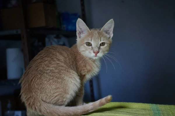 Een Schattig Oranje Katje Een Groene Doek Een Donkere Kamer — Stockfoto