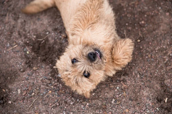 Ritratto Ravvicinato Piccolo Terrier Norwich Marrone Che Guarda Telecamera — Foto Stock