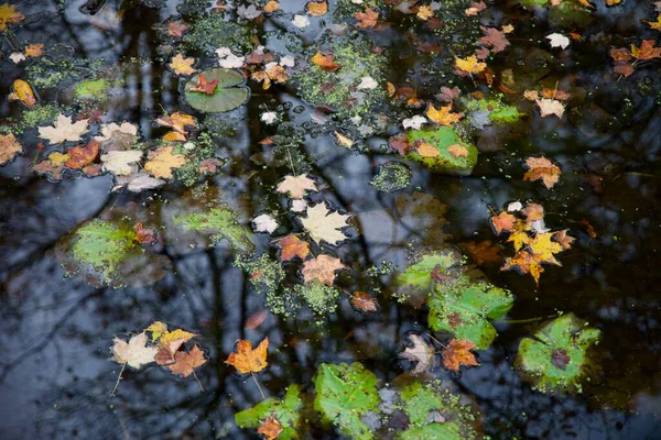 Eine Schöne Aufnahme Von Herbstblättern Und Bäumen Die Sich Auf — Stockfoto