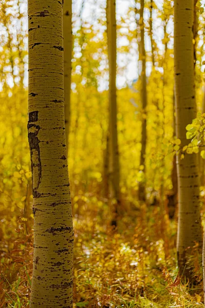 Uma Vista Árvores Altas Uma Floresta — Fotografia de Stock