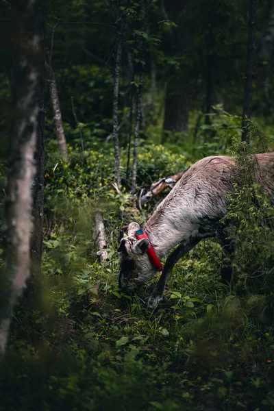 Een Verticaal Schot Van Rendieren Grazen Het Bos — Stockfoto