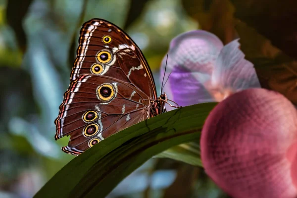 Eine Nahaufnahme Eines Blauen Morpho Schmetterlings Auf Einem Pflanzenblatt — Stockfoto