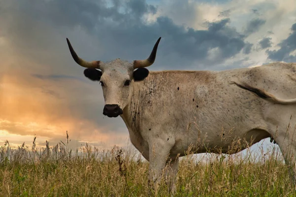 Крупный План Техасского Лонгхорна Стоящего Траве Фоне Голубого Облачного Неба — стоковое фото