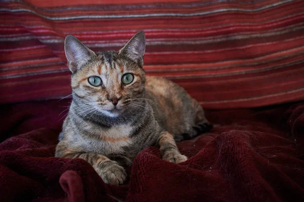 Ένα Κοντινό Πλάνο Μιας Όμορφης Κοντής Γάτας Ξαπλωμένης Κόκκινη Κουβέρτα — Φωτογραφία Αρχείου