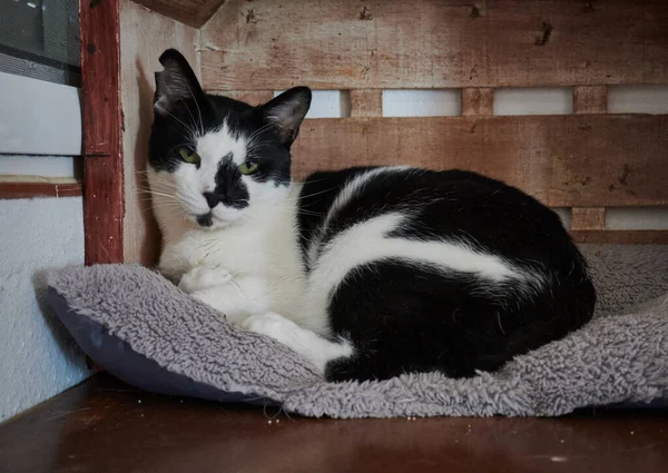 枕の上に置かれたかわいい猫のクローズアップ — ストック写真
