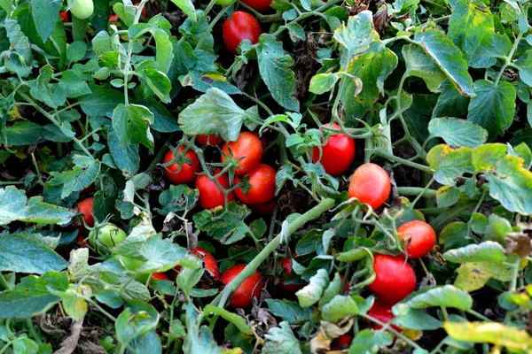 Closeup Ripe Roma Tomatoes Garden — Stock Photo, Image