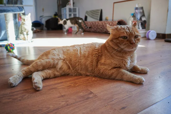 Lovitură Closeup Unei Pisici Într Apartament — Fotografie, imagine de stoc