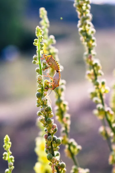 Close Insetos Uma Planta Fundo Embaçado — Fotografia de Stock