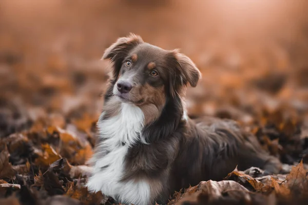 Portret Pięknego Brunatnego Białego Domowego Owczarka Australijskiego Stwarzającego Naturze Zachodzie — Zdjęcie stockowe