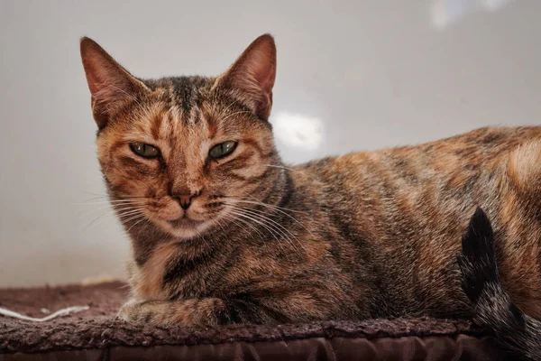 布の表面にかわいい茶色の猫のクローズアップショット — ストック写真