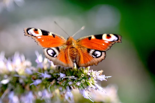 Eine Nahaufnahme Eines Aglais Auf Einer Weißen Blume — Stockfoto