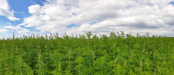Parlak bir gökyüzünün altında marihuana bitkileriyle büyük yeşil bir tarlanın panoramik görüntüsü.