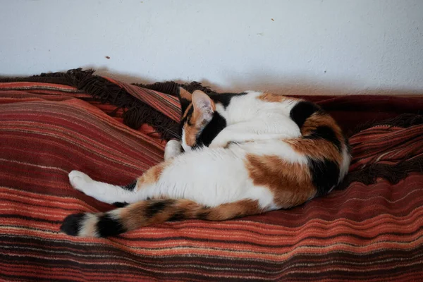 아파트에서 고양이의 클로즈업 — 스톡 사진