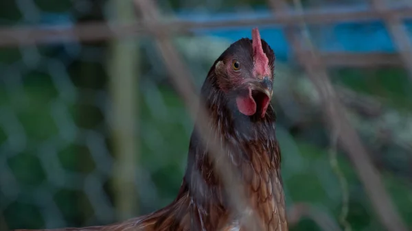 Крупный План Курицы Курятнике Зеленым Фоном — стоковое фото