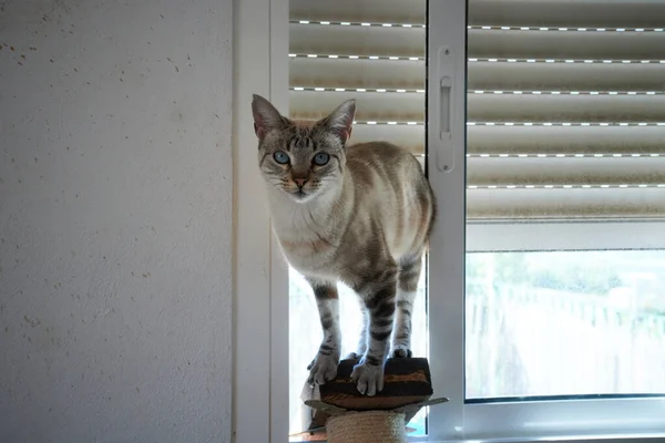 Nahaufnahme Einer Katze Einer Wohnung — Stockfoto