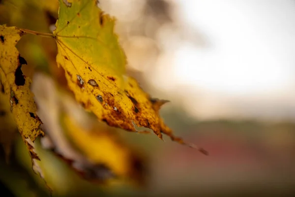 Plano Enfoque Superficial Hojas Amarillas Una Temporada Otoño —  Fotos de Stock