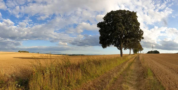 Een Uitzicht Van Grazige Straat Het Veld Met Bloeiende Bomen — Stockfoto