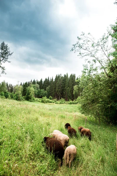曇りの日に羊の放牧の垂直ショット — ストック写真