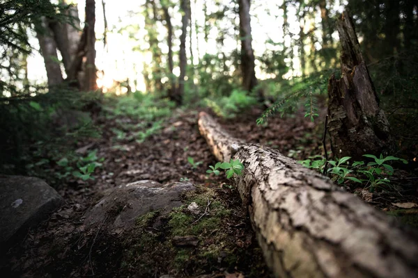 Une Vue Naturelle Tronc Arbre Tombé Dans Forêt — Photo