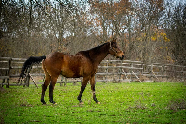 Hermoso Tiro Caballo Campo Durante Día —  Fotos de Stock