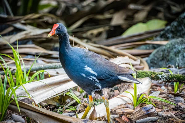 Розташування Гавайської Галінули Gallinula Galeata Sandvicensis — стокове фото