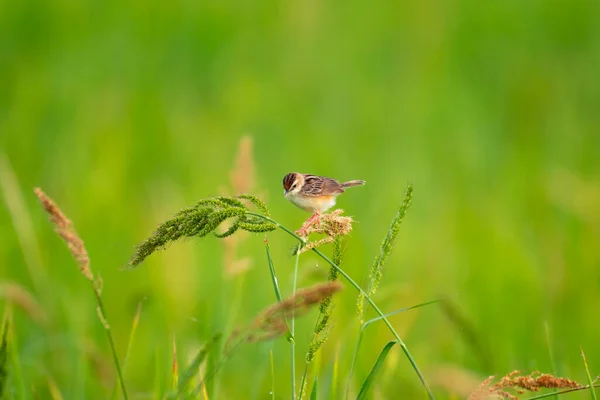 Grund Fokus Skott Zitting Cisticola Fågel Uppflugen Växt Trädgården Solig — Stockfoto