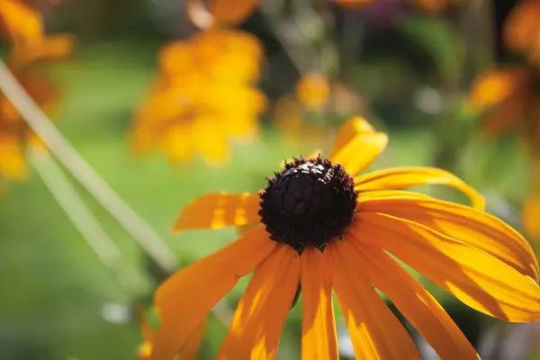 Ένα Κοντινό Πλάνο Ενός Κίτρινου Rudbeckia Στον Κήπο — Φωτογραφία Αρχείου