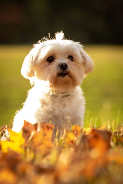 Primer Plano Vertical Lindo Perro Maltés Blanco Bajo Luz Del —  Fotos de Stock