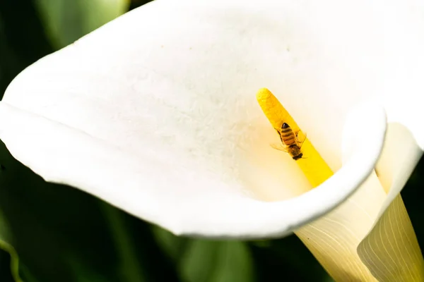 Gros Plan Une Fleur Blanche Calla — Photo