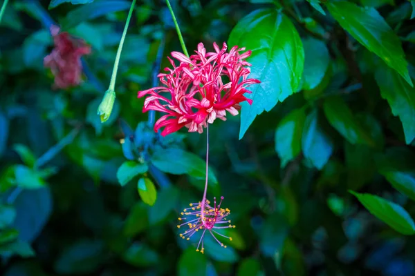 Gros Plan Une Fleur Hibiscus Rouge Dans Vallée Waimea Oahu — Photo