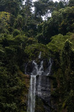 Yoğun bir orman ve parlak bir gökyüzü olan bir şelale.
