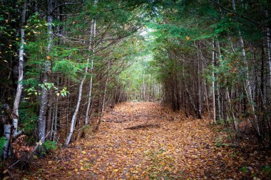 Ormanın derinliklerinde nadiren kullanılan bir patika.