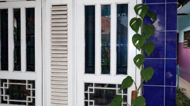 Beyaz pencere örtüleri ve bitkisi olan bir balkon.