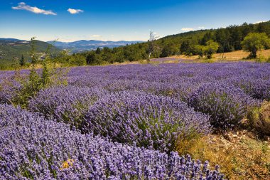 Güneşli bir günde yeşil dağlar ve mavi gökyüzü Provence, Fransa 'nın soluk kesici lavanta tarlası manzarası