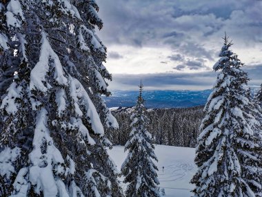 Bulutlu gökyüzünün altında karla kaplı bir ormanın güzel bir görüntüsü.