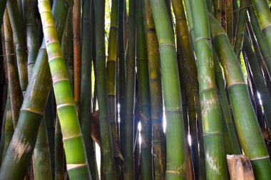 Güneşin altında durgun bir bambu ağacı manzarası
