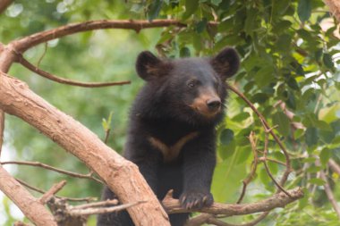 Korat Hayvanat Bahçesi, Tayland 'da bir Malezya güneş ayısının yakın çekimi.