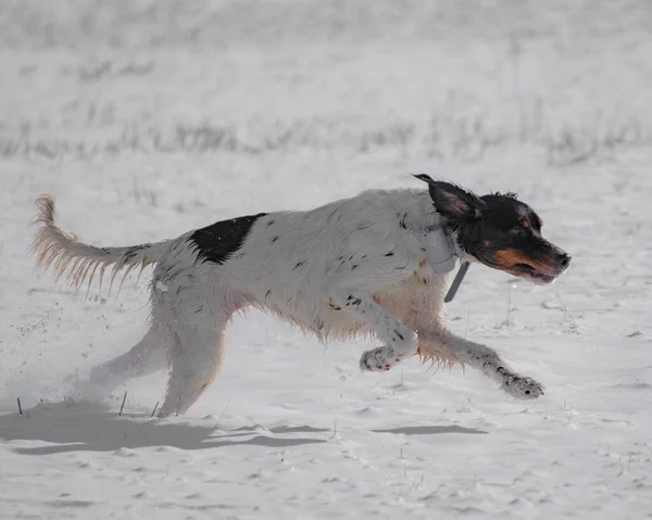 Plano Lateral Poco Profundo Perro Corriendo Sobre Una Nieve Día —  Fotos de Stock